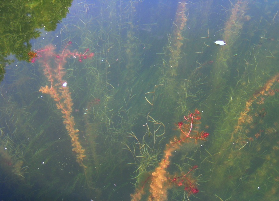 rosliny trzesniowskie